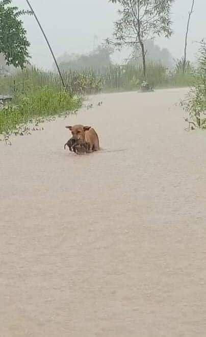 Chó mẹ đang cố gắng đưa con của mình đến nơi không bị lụt.
