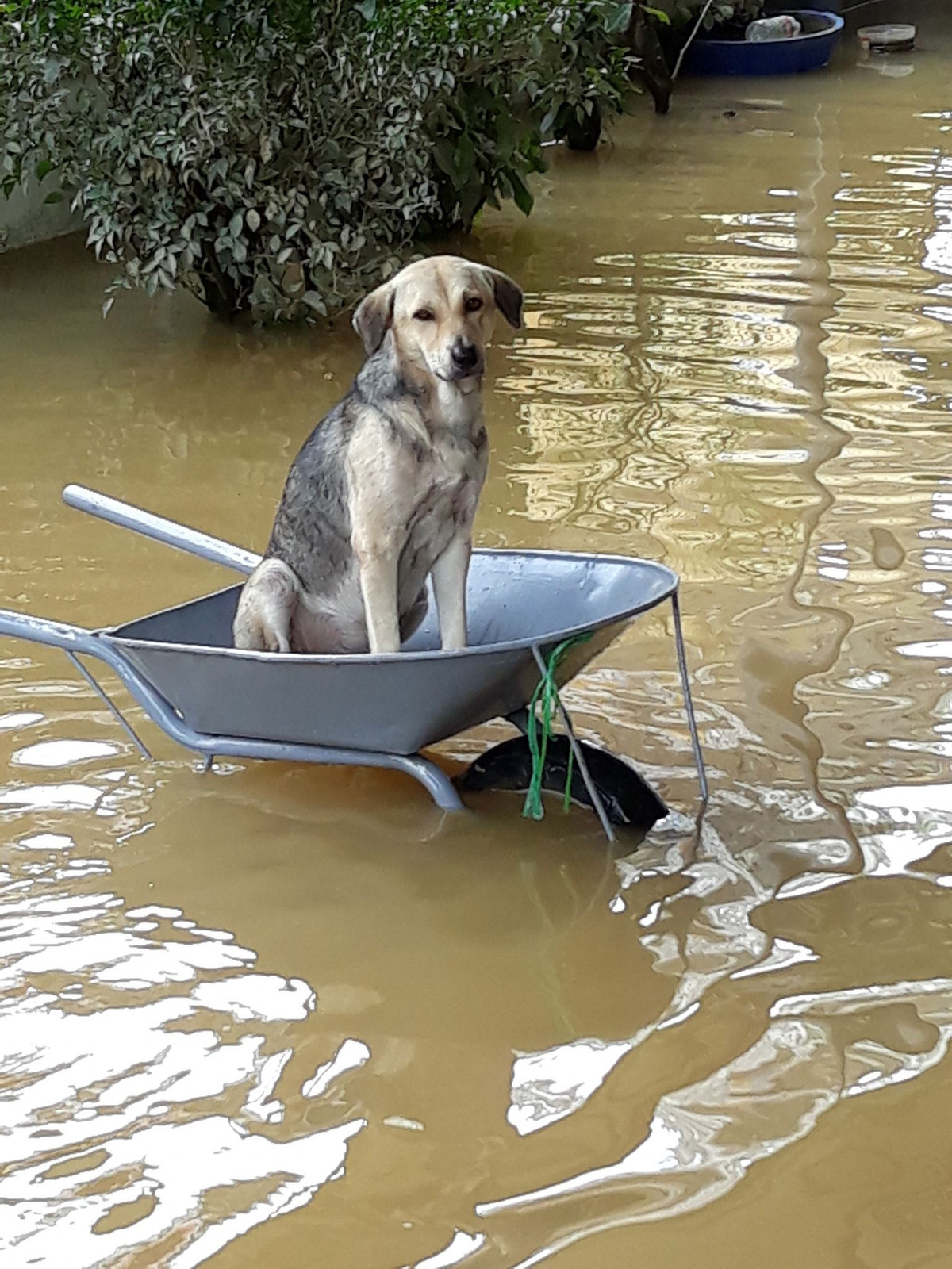 Chó, lợn được người dân cho lên trên cao để tránh lũ.