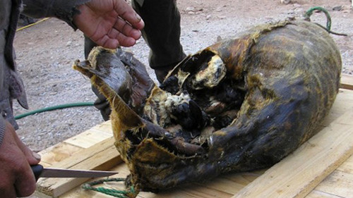 Mùi vị của Kiviaq khủng khiếp đến mức từng có phóng viên phải rời khỏi vị trí ghi hình bởi mùi hăng nồng khi mở túi hải cẩu. Kiviaq được ăn ngoài trời để tránh mùi hôi của chúng có thể “ám” trong nhà suốt nhiều tuần.