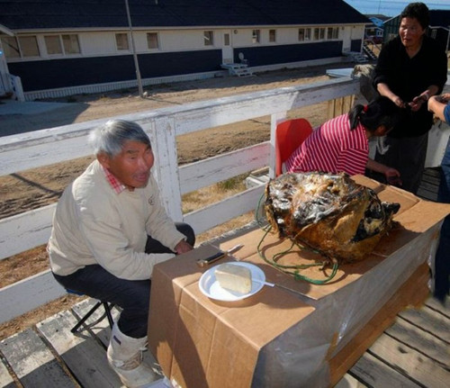 Mặc dù “nặng mùi” song với người Inughuit, Kiviaq không chỉ là nguồn bổ sung dinh dưỡng trong mùa đông khắc nghiệt mà còn là mỹ vị nhân gian, thường dùng chúng trong những dịp đặc biệt như sinh nhật, Giáng sinh.