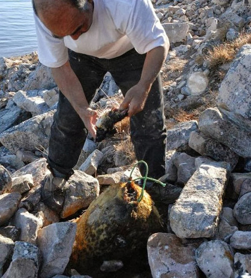 Tiếp đó, túi hải cẩu sẽ được vùi sâu dưới đống đá nhằm tránh không khí lọt vào trong, đảm bảo quá trình lên men diễn ra thuận lợi.