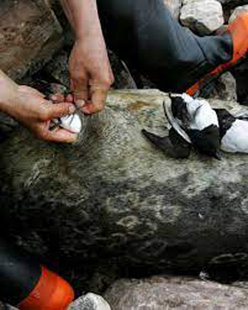 Một nguyên liệu không thể thiếu khác để làm Kiviaq là hải cẩu. Những chú hải cẩu sẽ được loại bỏ thịt và xương, tạo thành túi da có lớp mỡ dày. Lúc này, người dân sẽ hút hết không khí ra, nhồi 300-500 con chim Auk nguyên lông, nội tạng vào túi hải cẩu. Sau khi lèn chặt, túi sẽ được khâu kín, bôi một lớp mỡ dày lên vết khâu để đảm bảo ruồi không thâm nhập, đẻ trứng làm hỏng món ăn.