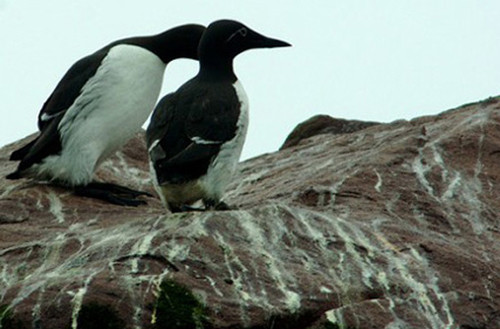 Một trong những món “cứu đói” của người bản địa là chim nhồi hải cẩu Kiviaq. Nguyên liệu chính của món ăn là loài chim biển Auk kích cỡ khá nhỏ, trọng lượng khoảng 150g, có lông màu đen trắng. Loài chim này thường săn mồi dưới nước, chỉ lên vách đá, sườn đồi cao để làm tổ và đẻ trứng vào khoảng thời gian ngắn mùa hè. Thời điểm này, người Inughuit sẽ tranh thủ săn bắt để dự trữ thực phẩm cho mùa đông.