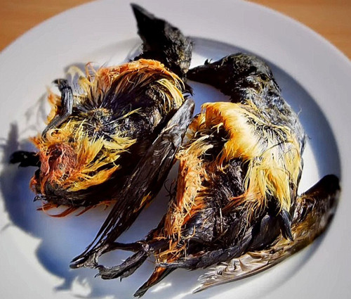 Tuy nhiên, mùa đông với nhiệt độ giảm sâu, băng giá và tối tăm, việc săn bắt gần như không thể thực hiện. Chính vì vậy, từ lâu, người Inughuit cực kỳ xem trọng việc dự trữ thức ăn.