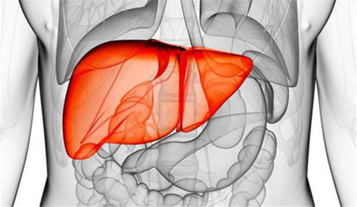 Ngoài ra, việc kìm hãm nước tiểu sẽ làm giảm lưu lượng mật và làm tăng mạnh các gốc tự do trong gan. Gốc tự do là một trong những tác nhân gây ung thư, có thể đẩy nhanh quá trình lão hóa cơ thể và gây tổn thương lớn cho gan.