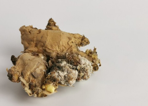 Giá trị dinh dưỡng của gừng chỉ có được khi chúng còn tươi. Ngược lại, gừng bị thối sản sinh chất safrole. Đây là chất có độc tính cao, có thể uy hiếp sức khỏe gan khi đi vào cơ thể.