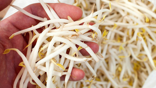 Thực vậy, những chất này tích tụ trong giá, dù rửa nhiều lần cũng khó loại bỏ hoàn toàn. Khi đi vào cơ thể, độc tố tích tụ hủy hoại tế bào gan, ảnh hưởng sức khỏe.