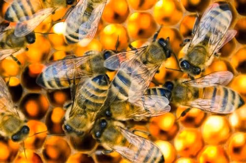 Vì vậy, người tiêu dùng nên cảnh giác với các sản phẩm sức khỏe có chứa keo ong. Những sản phẩm này không chỉ có giá thành cao mà hiệu quả chưa được xác thực. (Ảnh minh họa)