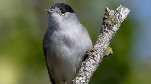 Được biết, nguyên liệu của món họa mi nướng không được nhân giống nhân tạo mà săn bắt trong tự nhiên. Những chú sẻ rừng ngon nhất thường khoảng 3 ngón tay, đánh bắt ở những vùng có khí hậu ôn hòa như miền nam nước Pháp hoặc Hi Lạp, sau khi chúng ăn ngũ cốc và côn trùng theo vụ mùa trong năm.