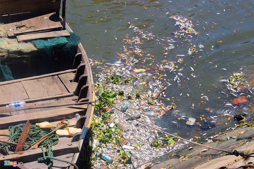 Sáng cùng ngày, một số công nhân Công ty Thoát nước và xử lý nước thải Đà Nẵng đã được huy động đến hiện trường dùng vợt vớt xác cá.