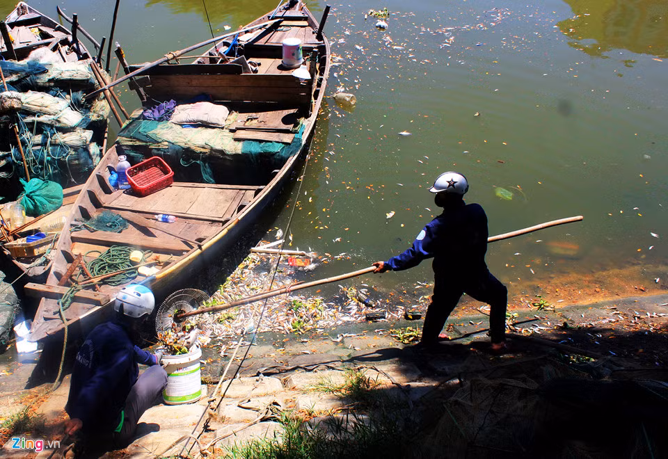 Chỉ trong buổi sáng, các công nhân đã vớt được hàng trăm kg xác cá. Những công nhân này cho biết khoảng một tháng trở lại đây, cá ở sông Phú Lộc chết ngày càng nhiều.