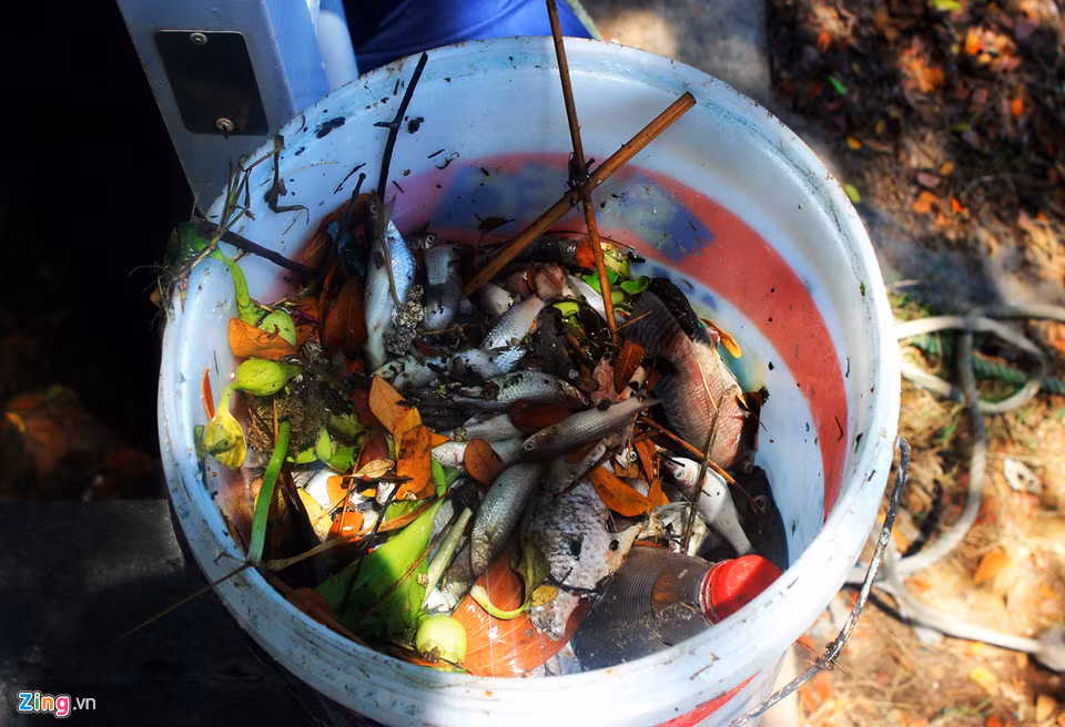 Còn lãnh đạo Chi cục bảo vệ môi trường Đà Nẵng thì nói rằng do đang bận họp nên chưa nắm được thông tin.