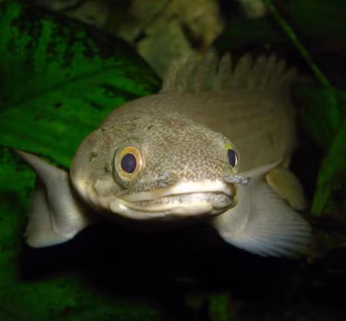 Mục đích nghiên cứu của nhóm là về sự tiến hóa của tổ tiên loài người, nhóm các nhà khoa học đã nuôi 111 con cá chình khủng long có tên khoa học là Polypterus senegalus, lứa non ở bể cạn trong khoảng thời gian 8 tháng. Trong bể cạn có một lớp sàn lưới phủ đá cuội và chỉ 3mm nước kết hợp với vòi phun sương để đề phòng trường hợp đàn cá cạn nước mà chết.