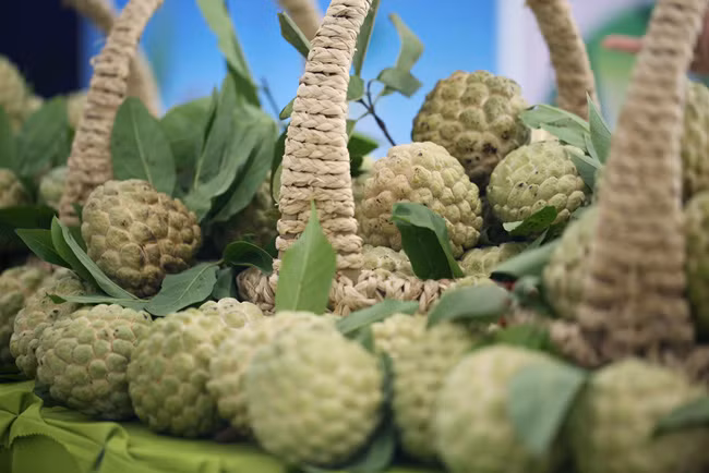 Cận cảnh những trái na "khủng".