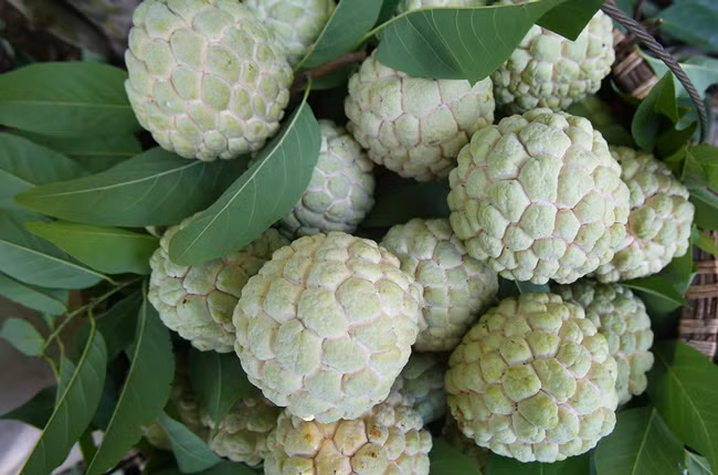 Na "khủng" Chi Lăng có giá giao động 80.000-120.000 đồng/kg. Hiện Chi Lăng đã mở rộng diện tích trồng na tới trên 15.000ha; sản lượng hàng năm khoảng 15.000 tấn, cho trị giá khoảng 300 tỷ đồng.