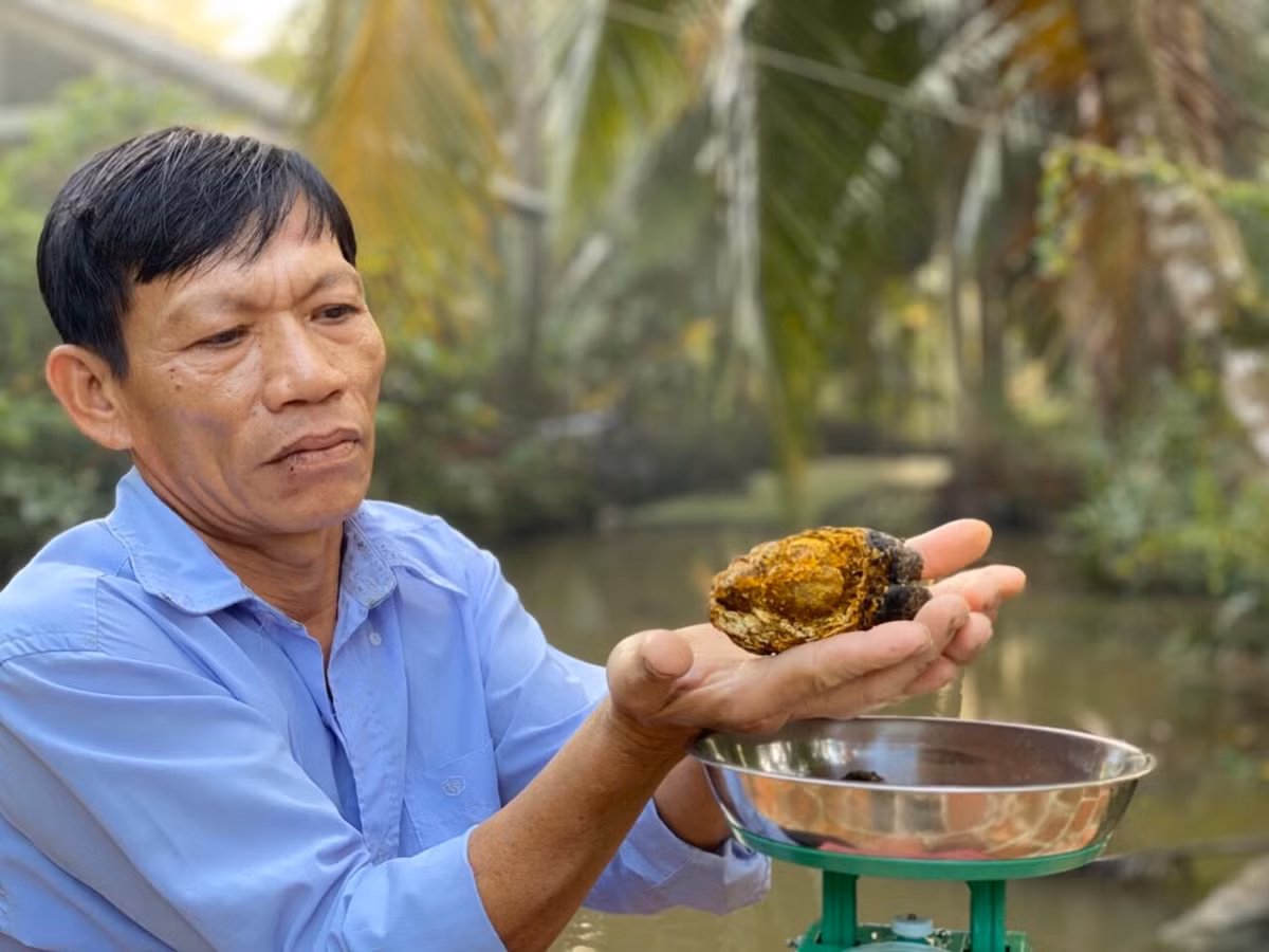 Khám phá choáng váng viên sỏi mật trâu bò 200 triệu Kham pha choang vang vien soi mat trau bo 200 trieu