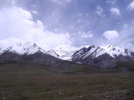 Các chuyên gia không thể tìm được nguyên nhân khiến những con vật xấu xố bỏ mạng.