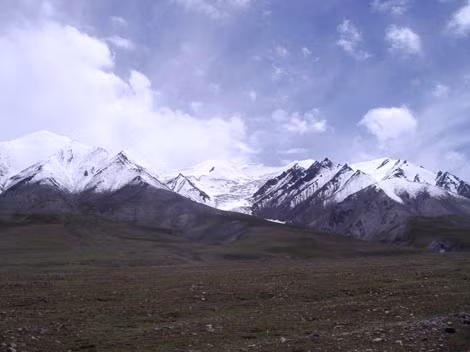 Các chuyên gia không thể tìm được nguyên nhân khiến những con vật xấu xố bỏ mạng.