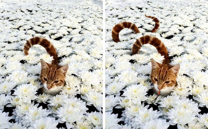 Chỉ cần chút sáng tạo, mèo có thể hóa rắn.