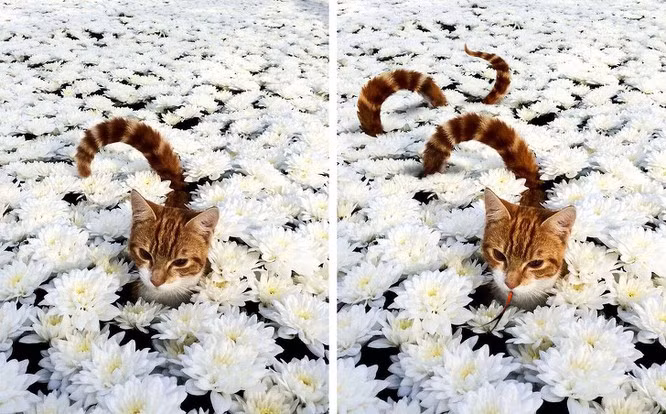 Chỉ cần chút sáng tạo, mèo có thể hóa rắn.