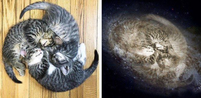 Ba chú mèo cũng có thể biến thành dải ngân hà.