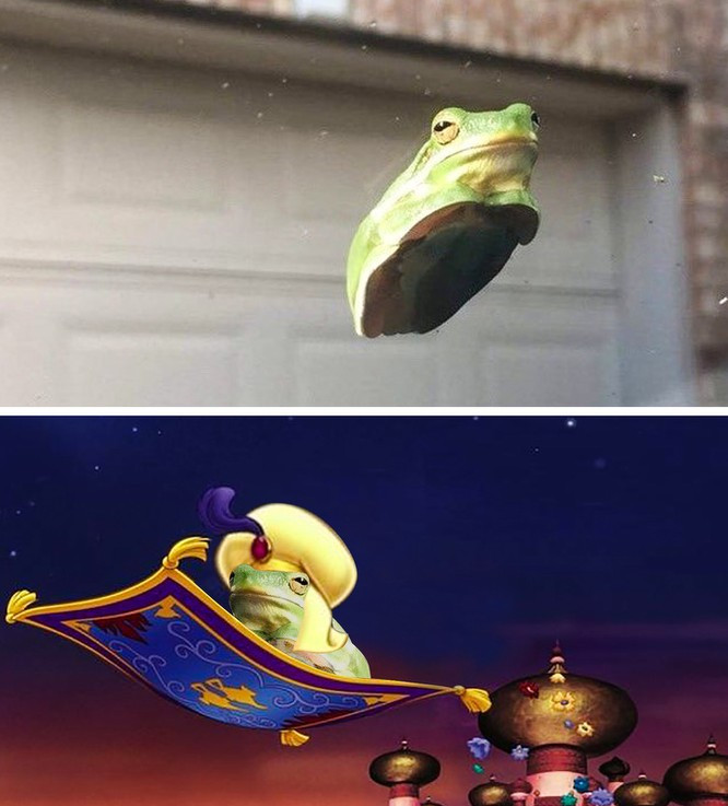 Bức ảnh photoshop đỉnh cao, ếch hóa Aladdin cưỡi thảm thần chỉ sau một nốt nhạc.