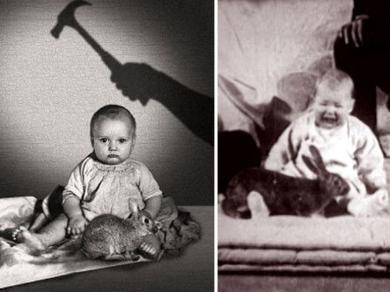 Chính vì vậy, sau khi trải qua thí nghiệm, cậu bé Albert luôn cảm thấy hoảng sợ khi nhìn thấy chó, chuột hay mặt nạ Santa Claus.