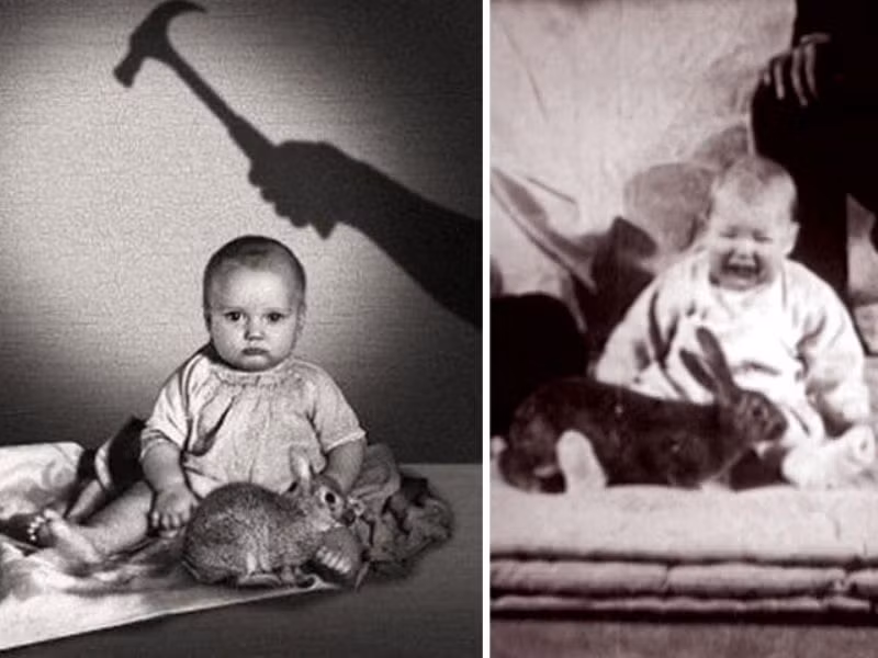 Chính vì vậy, sau khi trải qua thí nghiệm, cậu bé Albert luôn cảm thấy hoảng sợ khi nhìn thấy chó, chuột hay mặt nạ Santa Claus.