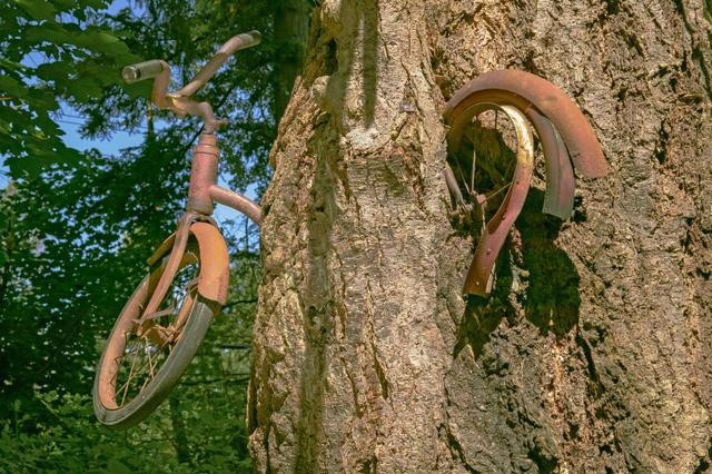 Năm 1954, bố của Puz qua đời trong vụ hỏa hoạn, bỏ lại mẹ anh và 5 người con. Hàng xóm đến quyên góp và ủng hộ gia đình tiền cùng đồ chơi cho lũ trẻ. Trong số đồ chơi này, chiếc xe đạp nay bị treo trên cây là thứ Puz ghét nhất. Anh từng để quên chiếc xe ở khu đầm lầy bên trong rừng nhưng không buồn tìm lại. Tới năm 1995, Puz đến thăm người chị còn sống trên đảo và được dẫn đi tham quan "địa danh nổi tiếng" của Vashon. Ảnh: Alamy.