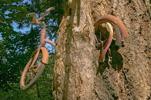 Năm 1954, bố của Puz qua đời trong vụ hỏa hoạn, bỏ lại mẹ anh và 5 người con. Hàng xóm đến quyên góp và ủng hộ gia đình tiền cùng đồ chơi cho lũ trẻ. Trong số đồ chơi này, chiếc xe đạp nay bị treo trên cây là thứ Puz ghét nhất. Anh từng để quên chiếc xe ở khu đầm lầy bên trong rừng nhưng không buồn tìm lại. Tới năm 1995, Puz đến thăm người chị còn sống trên đảo và được dẫn đi tham quan "địa danh nổi tiếng" của Vashon. Ảnh: Alamy.