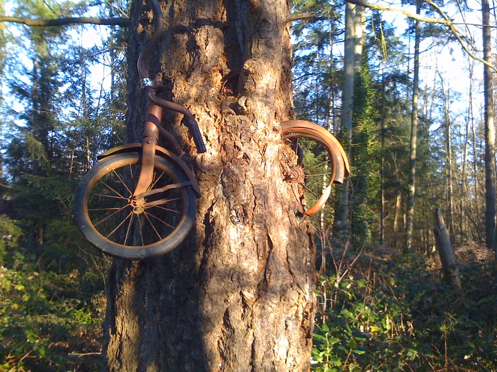 Ngay từ khoảnh khắc đầu tiên, Puz đã thốt lên: "Đó là xe của tôi". Anh cho biết mình vẫn không có cảm tình gì với chiếc xe đạp nhưng nhớ chắc chắn hình dạng của nó. "Tôi đã bỏ chiếc xe từ lâu. Lúc này, tôi nghĩ cái cây là chủ chính thức của chiếc xe", Puz trả lời. Ảnh: Flickr.