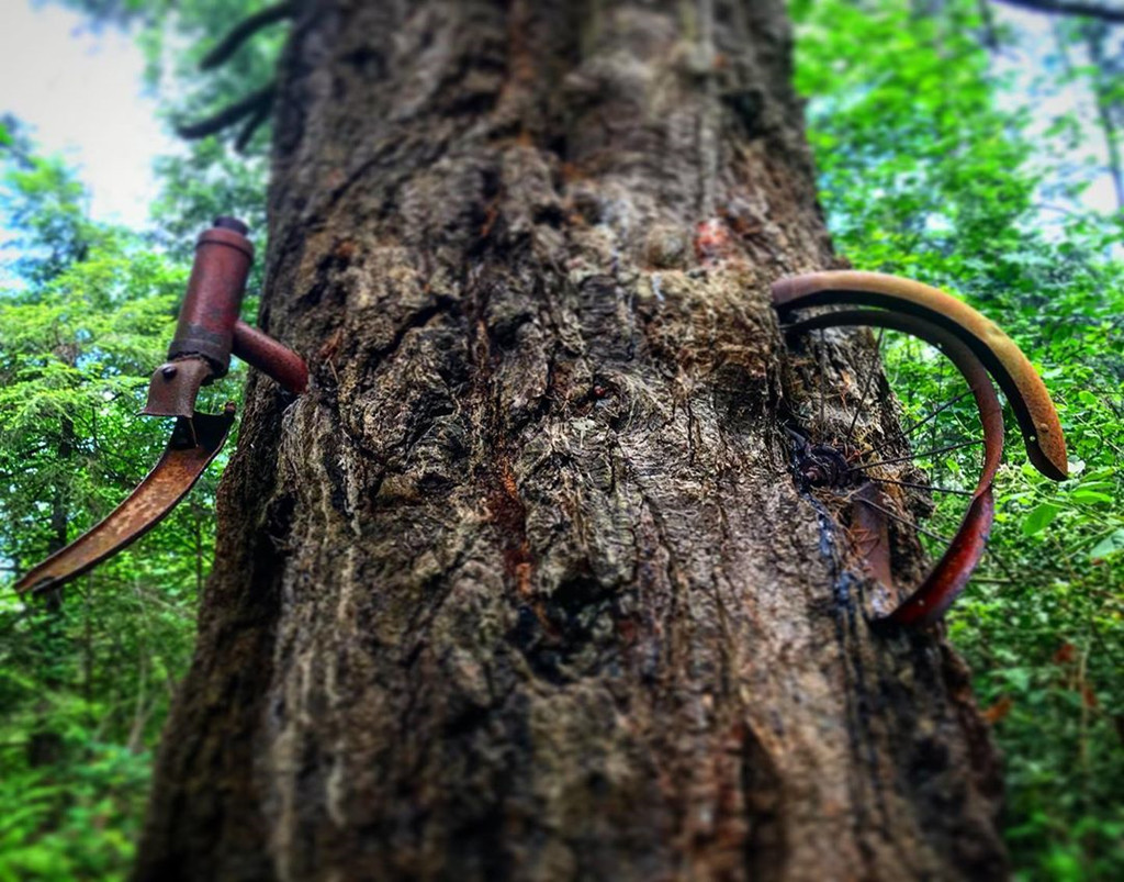 Giả thuyết khác lập luận khi cây còn non, một nhánh của nó đã cuộn vào chiếc xe đạp. Trải qua nhiều năm, cả hai đã hòa vào làm một. Tuy nhiên, những nhà khoa học khẳng định cây linh sam non không đủ sức cuốn chiếc xe đạp nặng như vậy. Ảnh: Markpriceseattle.