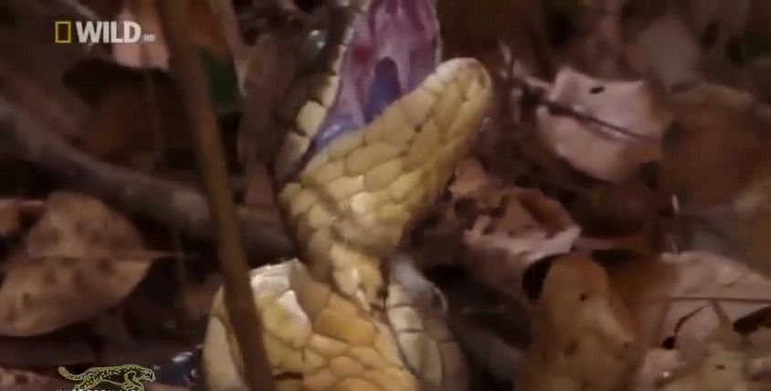 Ho mang chua can nat co ban tinh khi phat hien 