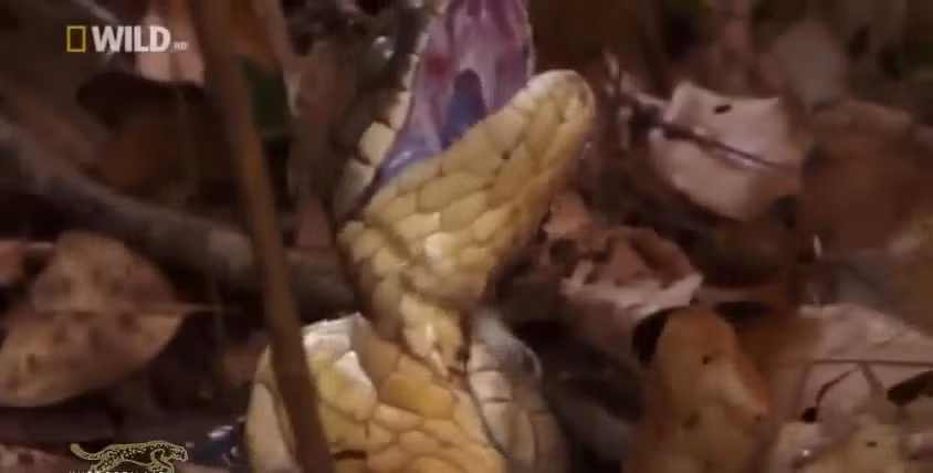 Ho mang chua can nat co ban tinh khi phat hien 