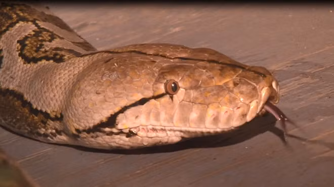 Medusa, con tran nuoi dai nhat the gioi mung sinh nhat ra sao?