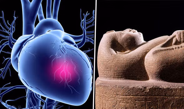 Với kết quả nghiên cứu này, các chuyên gia phát hiện người cổ đại có các động mạch bị tắc nhiều hơn so với chúng ta từng biết. Theo đó, họ mắc bệnh xơ vữa động mạch từ khá sớm.