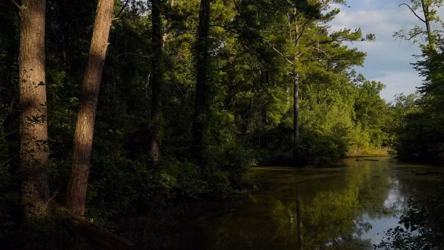 Nhiều người đi bộ khi di chuyển qua con đường mòn này có cảm giác như lạc vào một thế giới ma mị đầy bí ẩn và rùng rợn.