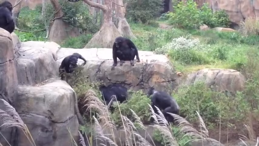 Gau meo dot nhap chuong tinh tinh, bi nem lon vong