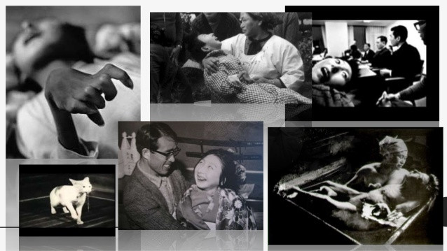 Việc xả nước thải chứa thủy ngân chưa qua xử lý của Chisso khiến gần 2.000 người chết và khoảng 10.000 người khác bị ảnh hưởng.