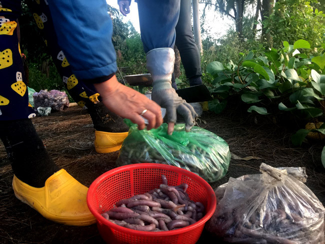 Tuy nhiên, để có 1kg sá sùng khô thì phải mất từ 7-8kg sá sùng tươi.