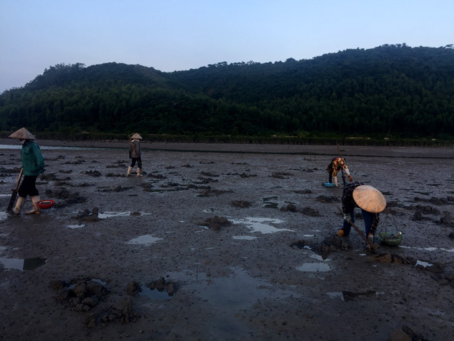 “Tuỳ theo từng ngày, ngày nhiều có khi được 3-4 kg, ngày ít thì hơn 1kg. Cũng đủ để trang trải cuộc sống sinh hoạt cho gia đình” – chị Lục Thị Bình ở Quan Lạn cho hay.