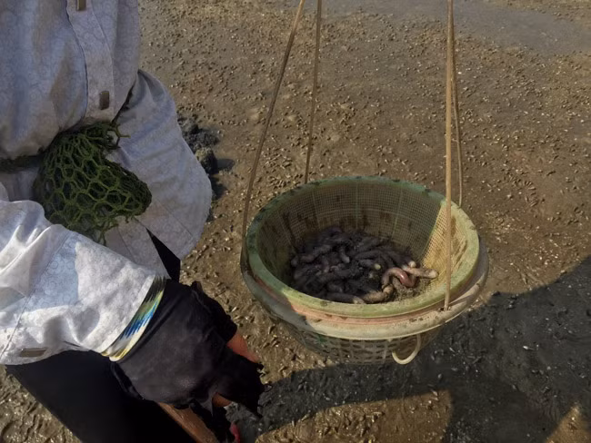 Sá sùng được biết đến là một trong những món ăn nổi tiếng bậc nhất ở Việt Nam. Cũng bởi sự nổi tiếng này mà mỗi kg sá sùng khô có giá ngang với 1 chỉ vàng.