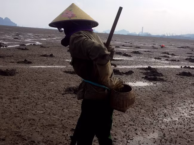 "Chẳng biết nghề này gắn liền với chúng tôi từ khi nào, chỉ biết là đời ông bà tôi cũng làm, đến đời bố mẹ tôi và giờ đến đời chúng tôi" – chị Hoa (xã Đông Tiến – huyện Vân Đồn) cho hay.