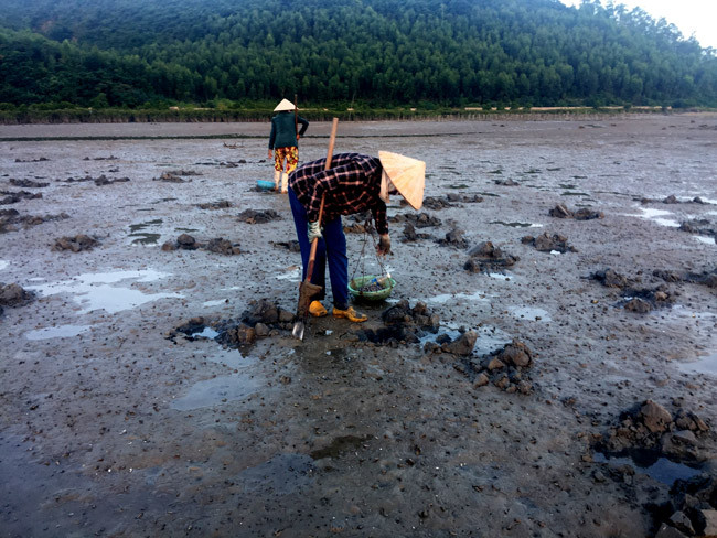 Những người phụ nữ đào cát tìm vàng trên bãi biển Minh Châu thuộc xã Quan Lạn.