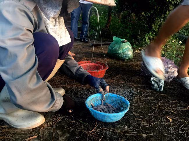 Sá sùng sau khi đào về, người dân phải lột chúng ra rửa sạch đất, cát và trần bằng nước sôi rồi mới đem sấy khô.