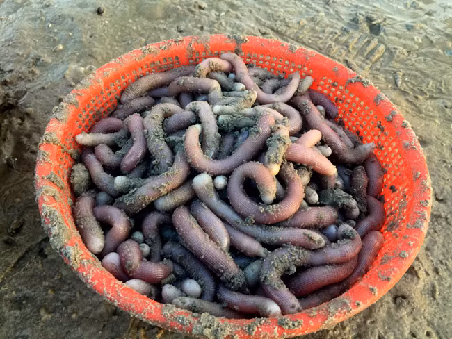 Sá sùng tươi bắt lên nếu bán buôn cho thương lái giá dao động từ 350.000 – 450.000/kg, tuỳ kích thước.