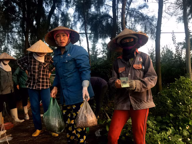 Sá sùng có nhiều nhất tại các bãi biển thuộc các xã Đông Tiến, Xuân Đài, Quan Lạn…