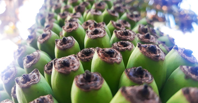 Choang vang buong chuoi 