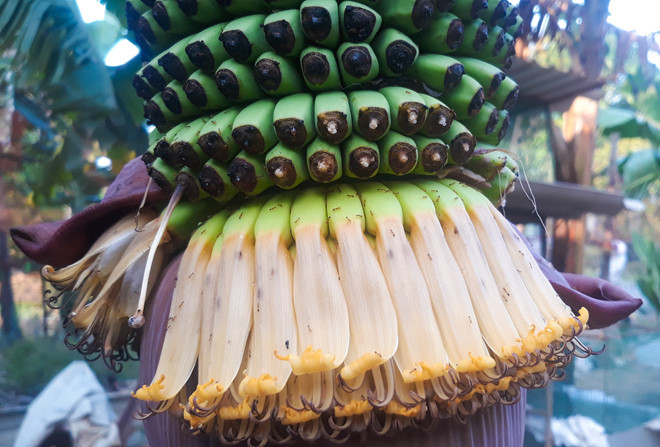 Choang vang buong chuoi 