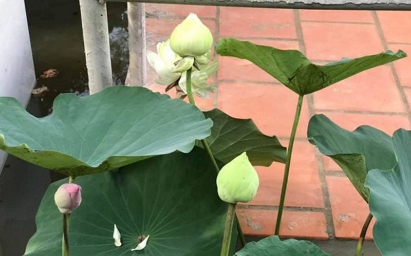 Những loại hoa như hoa hồng, hoa sen cũng có quanh nhà.